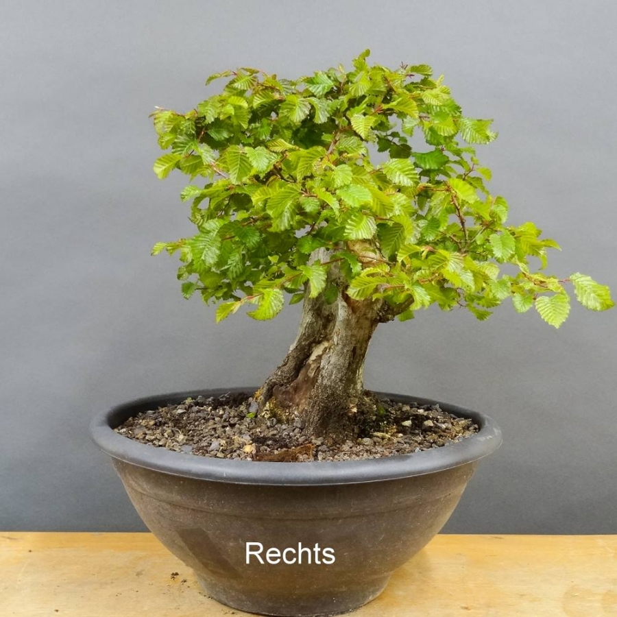 Orientalische Hainbuche - Carpinus orientalis R3